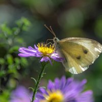 Белянка :: Наталья Димова Белянка :: Наталья Димова