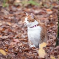 *** :: Владимир Безбородов *** :: Владимир Безбородов