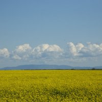 Новая жизнь :: Яна Горбунова