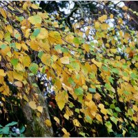 ОСЕННИЙ ВАЛЬС... :: Elvira E. 