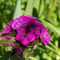 Гвоздика :: Freddy 97 Гвоздика :: Freddy 97