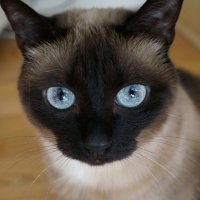 PRO Кошку... :: Алёна Савина PRO Кошку... :: Алёна Савина