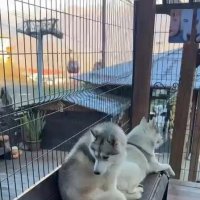 Хаски Хутор на Роза Хутор :: Ирэн Хаски Хутор на Роза Хутор :: Ирэн