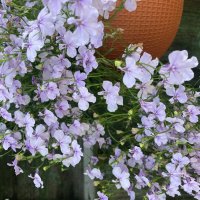 Лобелия :: Ольга Савельева Лобелия :: Ольга Савельева