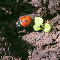 Божья коровка в трудах :: Ольга Савельева Божья коровка в трудах :: Ольга Савельева