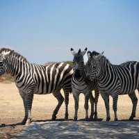 * :: Liliya * :: Liliya