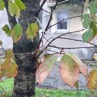 Декабрьский дождик :: Наталья 