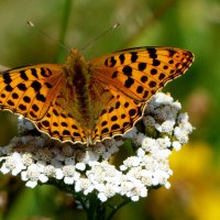 опять про бабочек...165 :: Александр Прокудин опять про бабочек...165 :: Александр Прокудин