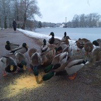 Утки :: Сапсан 