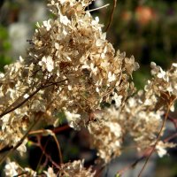 Детали природы :: Роман Савоцкий Детали природы :: Роман Савоцкий
