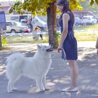 Выставка собак. :: Светлана Ищенко