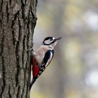 любопытный дятел :: Alex Molodetsky