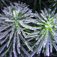 Молочай кипарисовый украсился :: Людмила Смородинская