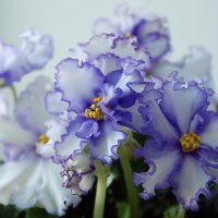 Фиалки :: Галина Нестратова