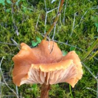 очаровательная поганка :: Елена Шаламова очаровательная поганка :: Елена Шаламова