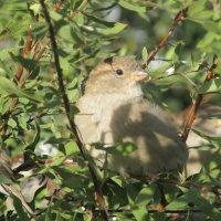 воробышек :: Елена Шаламова