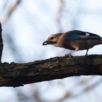 Сойка. :: Владимир Безбородов Сойка. :: Владимир Безбородов
