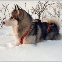 В родной стихии. :: Владимир Попов В родной стихии. :: Владимир Попов