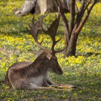 Олень. :: Александр. AVG100 --- Олень. :: Александр. AVG100 ---
