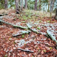 Первый снег в Подмосковье. :: Михаил Столяров