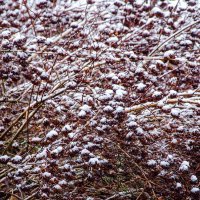 ____ :: Галина Ложечникова