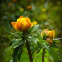 Купальницы цветы. :: nadyasilyuk Вознюк Купальницы цветы. :: nadyasilyuk Вознюк