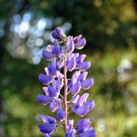 "Лето, ах лето .." :: AleksSPb Лесниченко