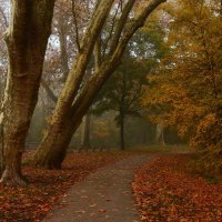 Тишина осеннего парка... :: Юрий. Шмаков