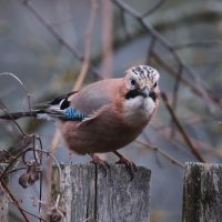 Сойка :: Александр Сойка :: Александр