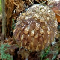 ... :: Ольга Митрофанова