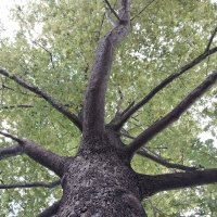 Дерево - "слон" :: Маргарита Б