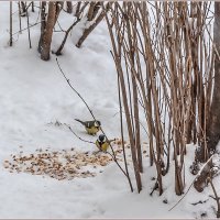 Снегопад... :: Aquarius - Сергей Снегопад... :: Aquarius - Сергей