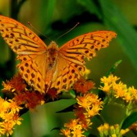 опять про бабочек...170 :: Александр Прокудин опять про бабочек...170 :: Александр Прокудин