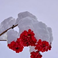 Калиновое безе! :: Михаил Свиденцов Калиновое безе! :: Михаил Свиденцов