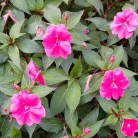 Прогулка по городу :: Tata Wolf Прогулка по городу :: Tata Wolf