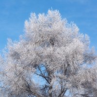 Зимние чудеса :: Виктор Иванович Чернюк