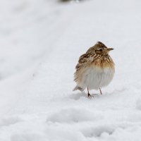 Неожиданно вернулась зима. Певчий дрозд :: Владимир Лазарев Неожиданно вернулась зима. Певчий дрозд :: Владимир Лазарев
