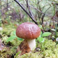 Белый :: Зоя Мишина Белый :: Зоя Мишина