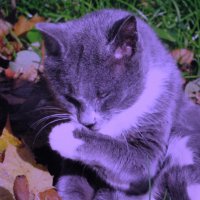 Соседский котик умывается :: Людмила Смородинская Соседский котик умывается :: Людмила Смородинская