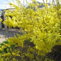 форзиция :: Елена Шаламова форзиция :: Елена Шаламова