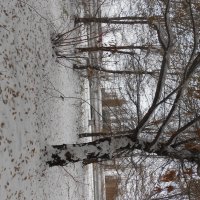 Такой разный ноябрь :: Елена Шаламова