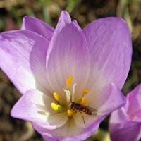 Безвременник :: Галина Нестратова Безвременник :: Галина Нестратова