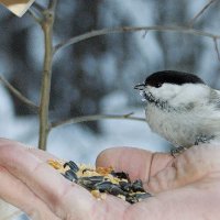 Общение :: Галина Нестратова Общение :: Галина Нестратова