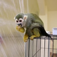 Сёма и виноград :: Ольга 