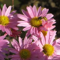 Осени тёплый денёк :: Татьяна Смоляниченко