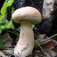 Симпатичная находка. :: nadyasilyuk Вознюк Симпатичная находка. :: nadyasilyuk Вознюк