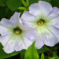 Стойкие петунии :: Татьяна Смоляниченко Стойкие петунии :: Татьяна Смоляниченко