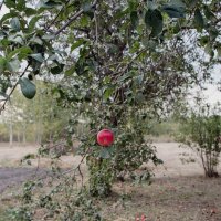 Плод :: Pavel Bamboleo