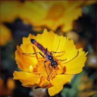 *** :: Александр. AVG100 ---