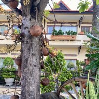 Дерево пушечных ядер. :: Людмила Гулина Дерево пушечных ядер. :: Людмила Гулина